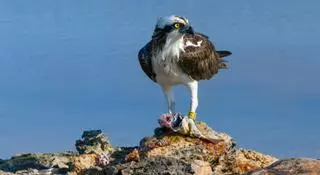 El vuelo de un águila pescadora de Formentera a Lisboa