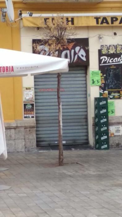 Imágenes de los árboles en la plaza de la Merced.