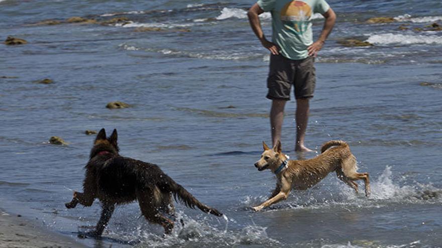 playas para perros Alicante