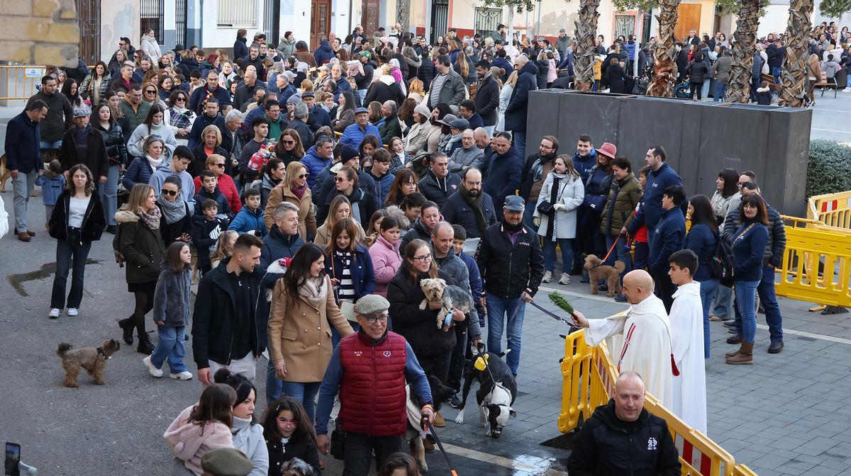 Bendición de los animales, en Onda.