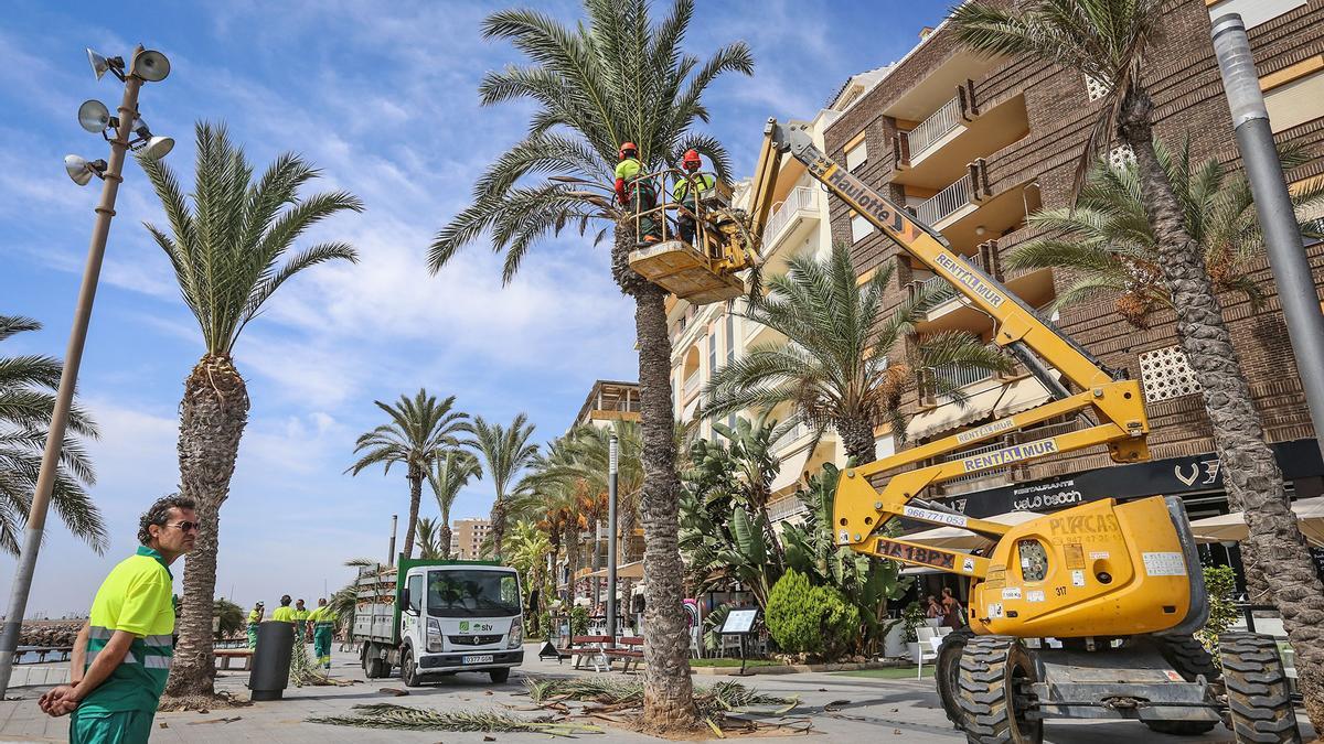 Poda anual de palmeras en la fachada marítima de Torrevieja