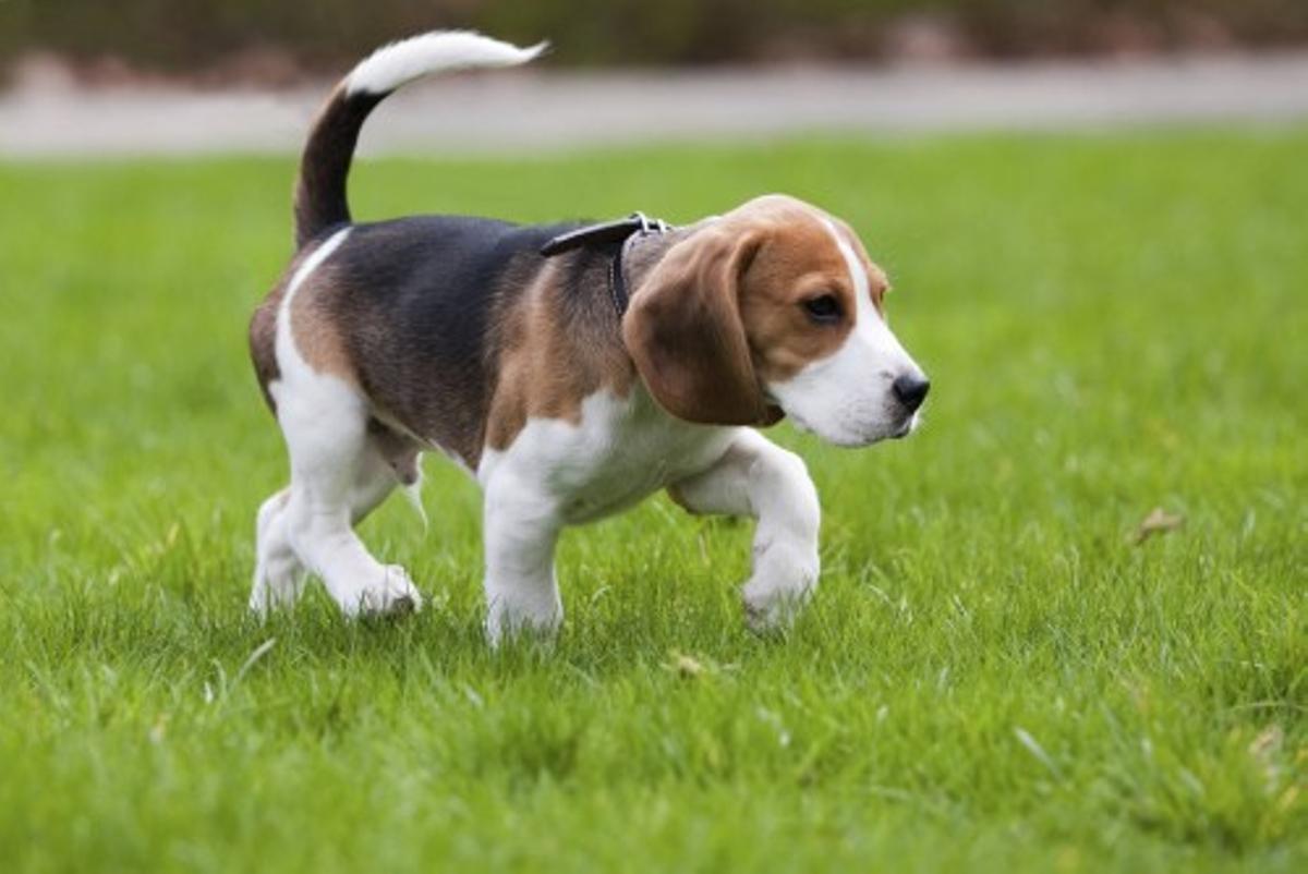 beagle.jpg