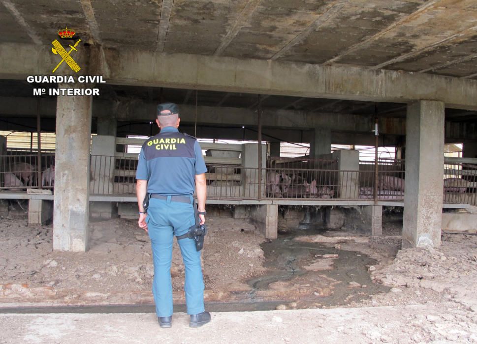 Investigan al dueño de una granja de Murcia por abandonar a 500 cerdos