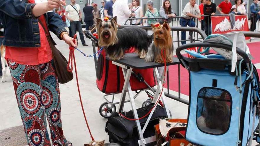 Variedad y belleza en el concurso canino Ciudad de Zamora