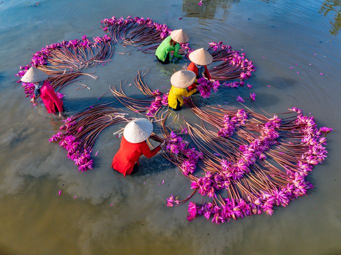 Cultivando nenúfares en el Mekong.