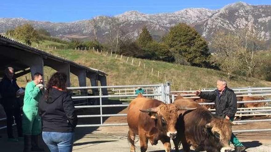 Instalaciones de la asociación, en Cerecea (Piloña).