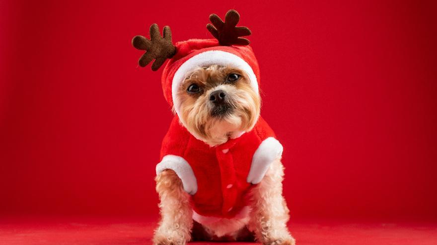 ¿Tu mascota es más Grinch o más Papá Noel?