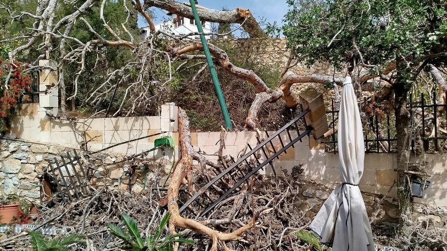 Los pinos, un riesgo en Pinares de San Antón