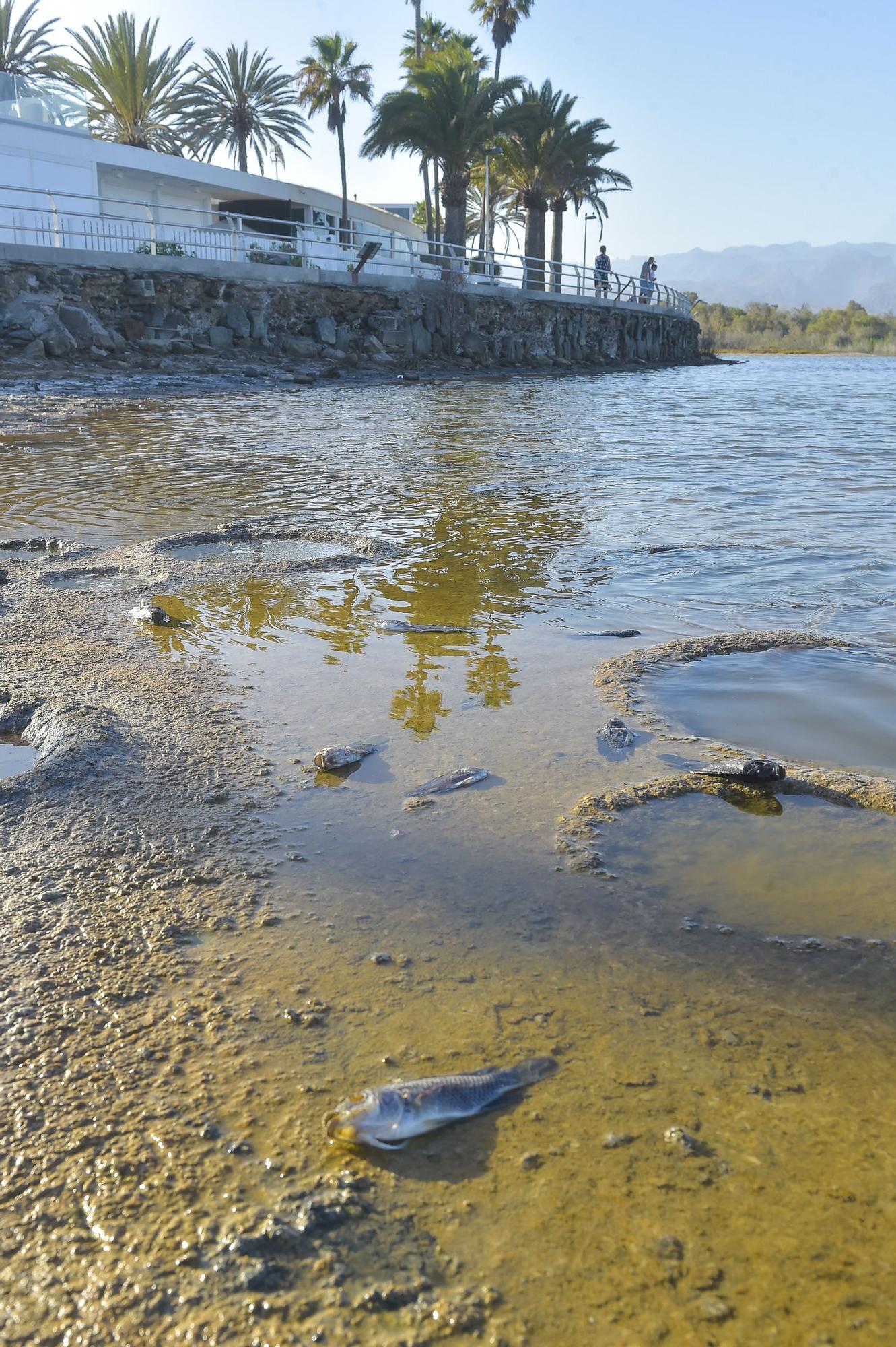 Peces muertos en la Charca de Maspalomas