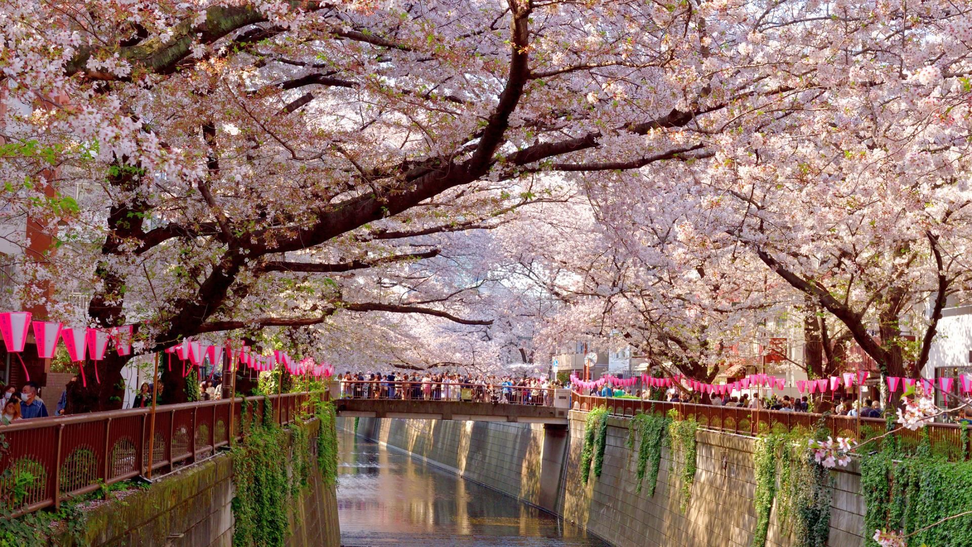 Una preciosa floración que une a España y a Japón.