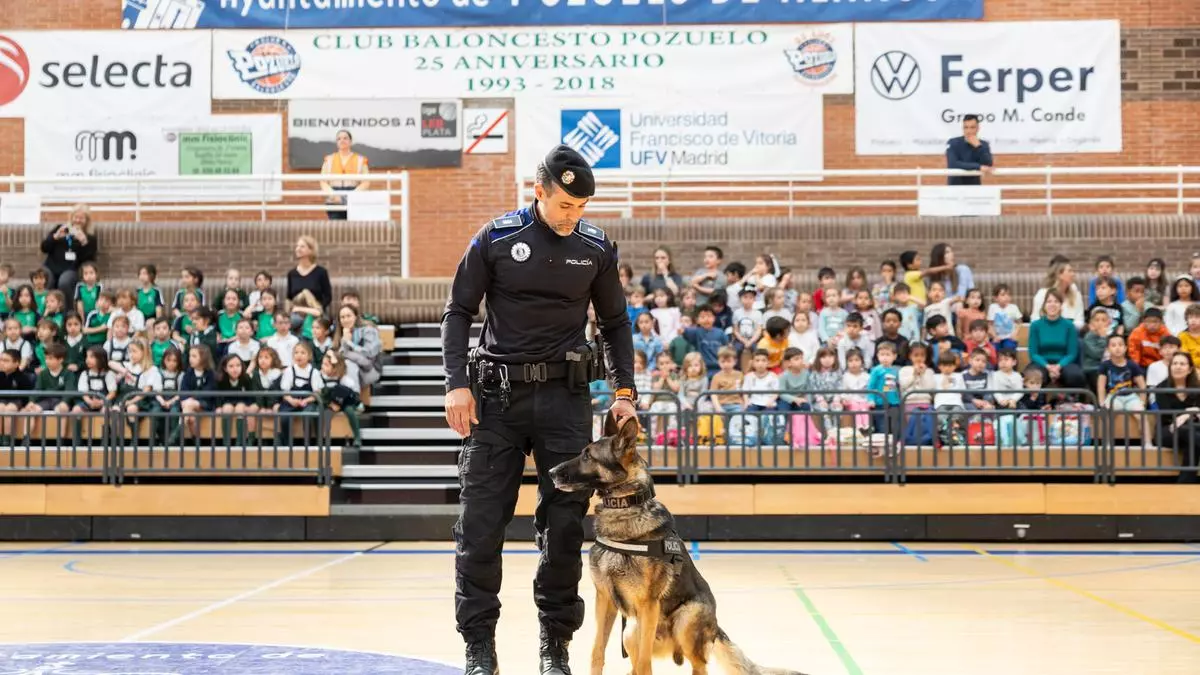 Más de 500 alumnos de Pozuelo conocen de cerca a las unidades caninas de la Policía Municipal