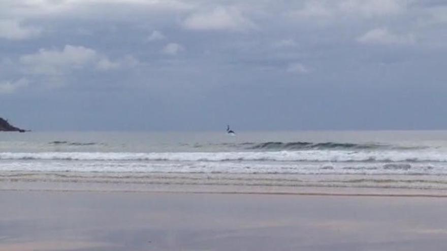 Delfines en la playa de Rodiles, Villaviciosa