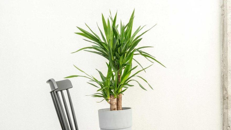 Palo de Brasil, la planta perfecta para purificar el aire y decorar tu casa