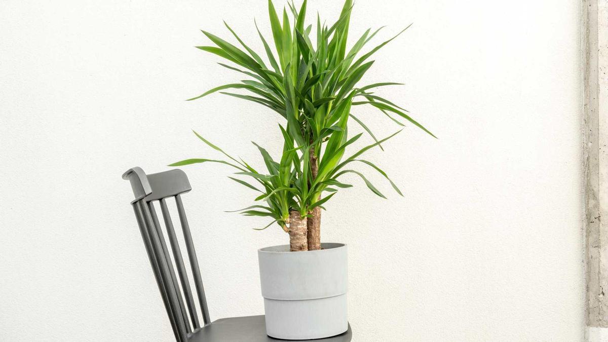 Palo de Brasil (Dracaena fragrans), la planta perfecta para purificar el  aire y decorar tu casa