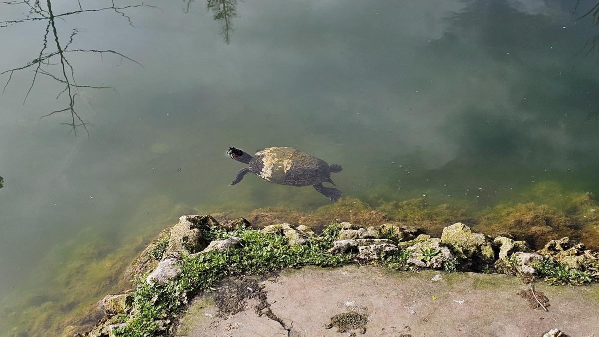El ejemplar que estos días se deja ver en el parque de la Ballina de Villaviciosa