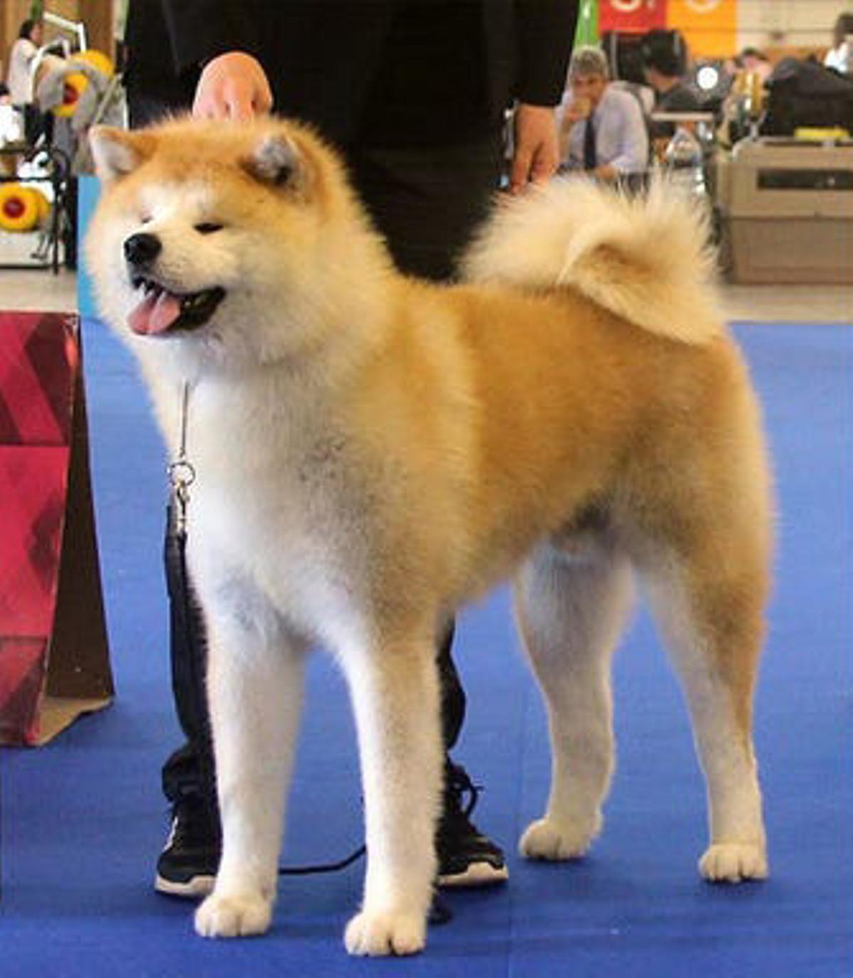Akita Inu: una de las razas de perros más exclusivas