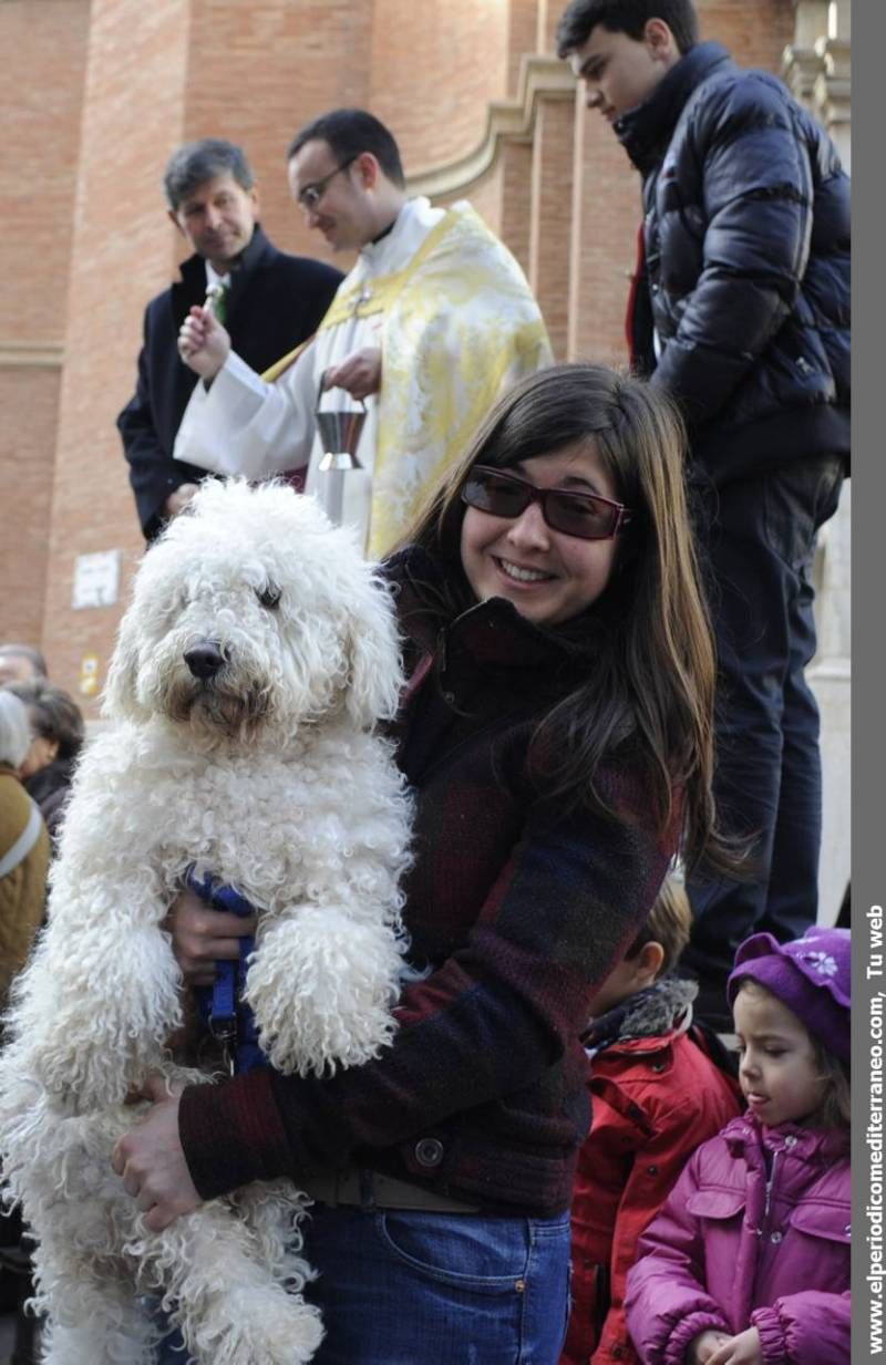 GALERÍA FOTOS - La provincia celebra Sant Antoni