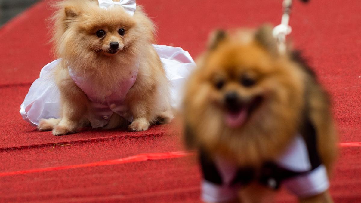 Pet blessing and pet wedding ahead of World Animal Day in Quezon City, Philippines