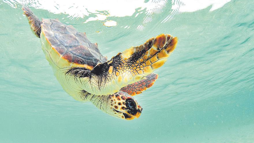 Eiablage auf den Balearen: Meeresschildkröten suchen neue Ufer auf