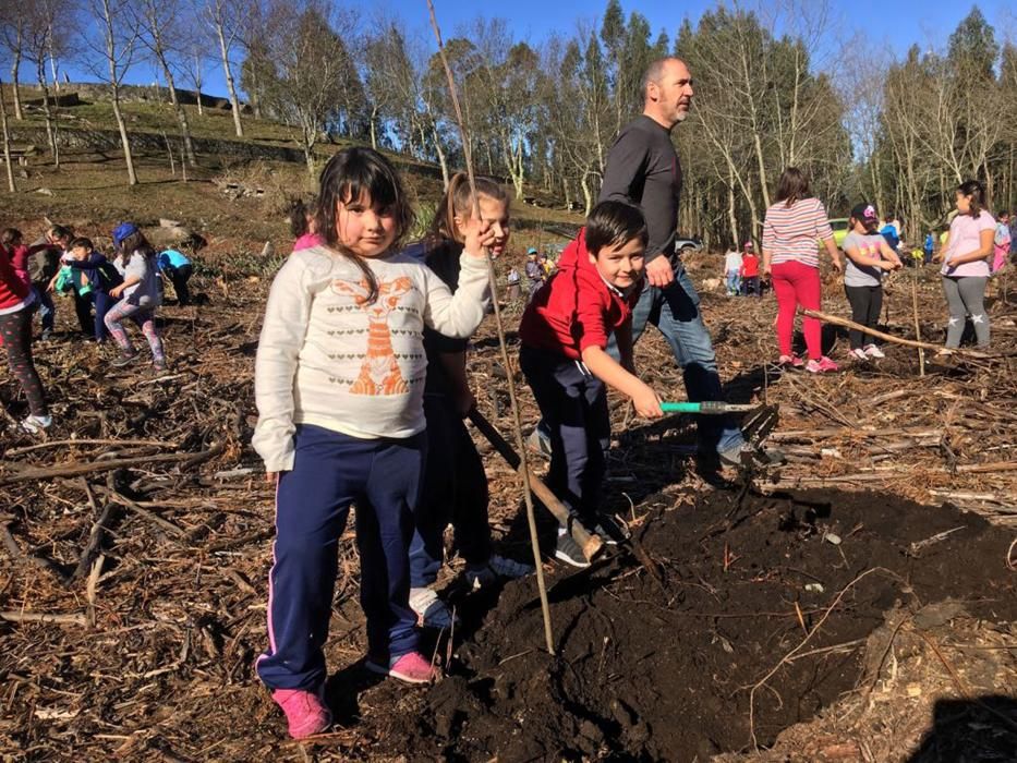 100 árboles para dar vida al monte de Meira