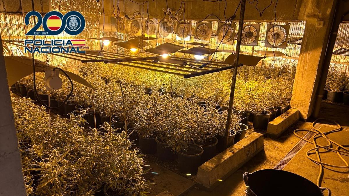 Una de las plantaciones de marihuana desmanteladas por la policía en la Operación Trillizos.