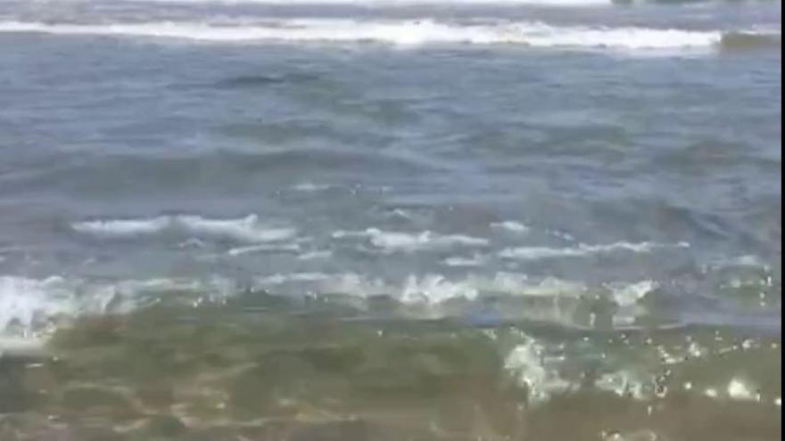 Una mantarraya aparece herida y varada en la playa de las Arenas de València