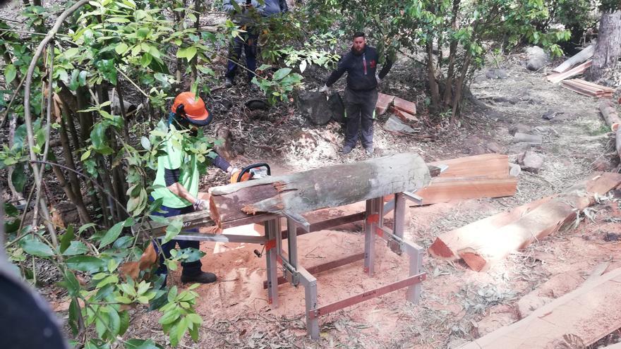 Los expertos abogan por la explotación comercial de los pinares y monteverde de Gran Canaria