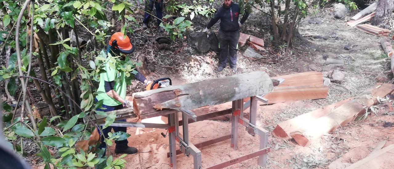 Un operario extrae tablones de un tronco de eucalipto rojo en el barranco de Los Propios, Moya.