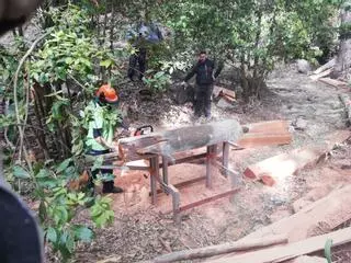 Los expertos abogan por la explotación comercial de los pinares y monteverde de Gran Canaria