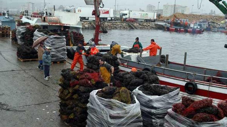 Ahora más que nunca el futuro del sector mejillonero no está en el muelle, sino en los despachos.  // I.A.