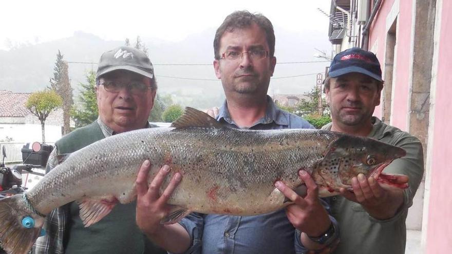 Sale un salmón de casi 13 kilos en el río Sella