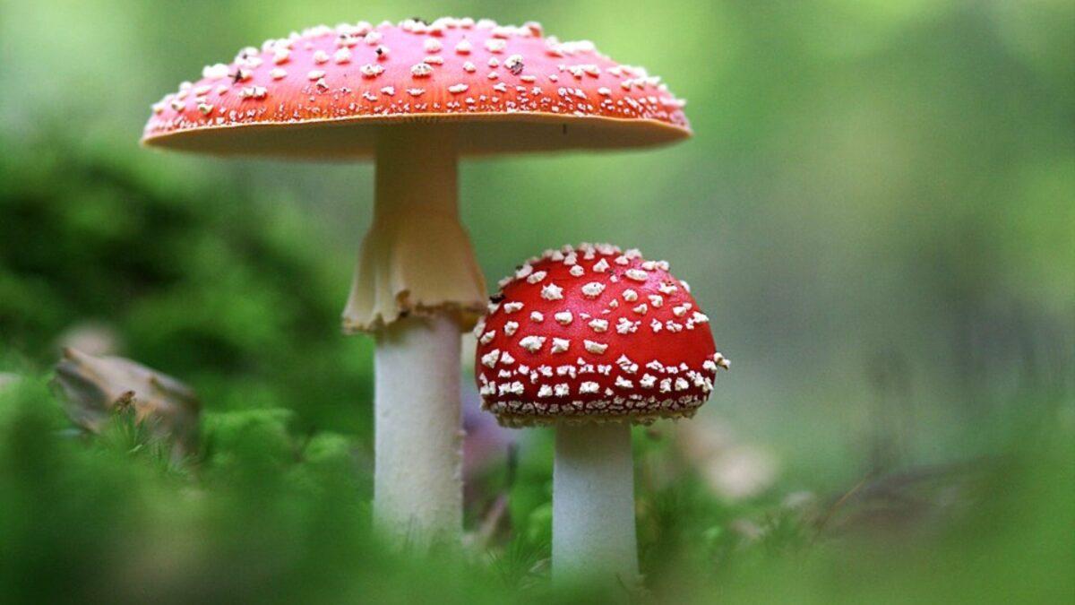 Amanita muscaria