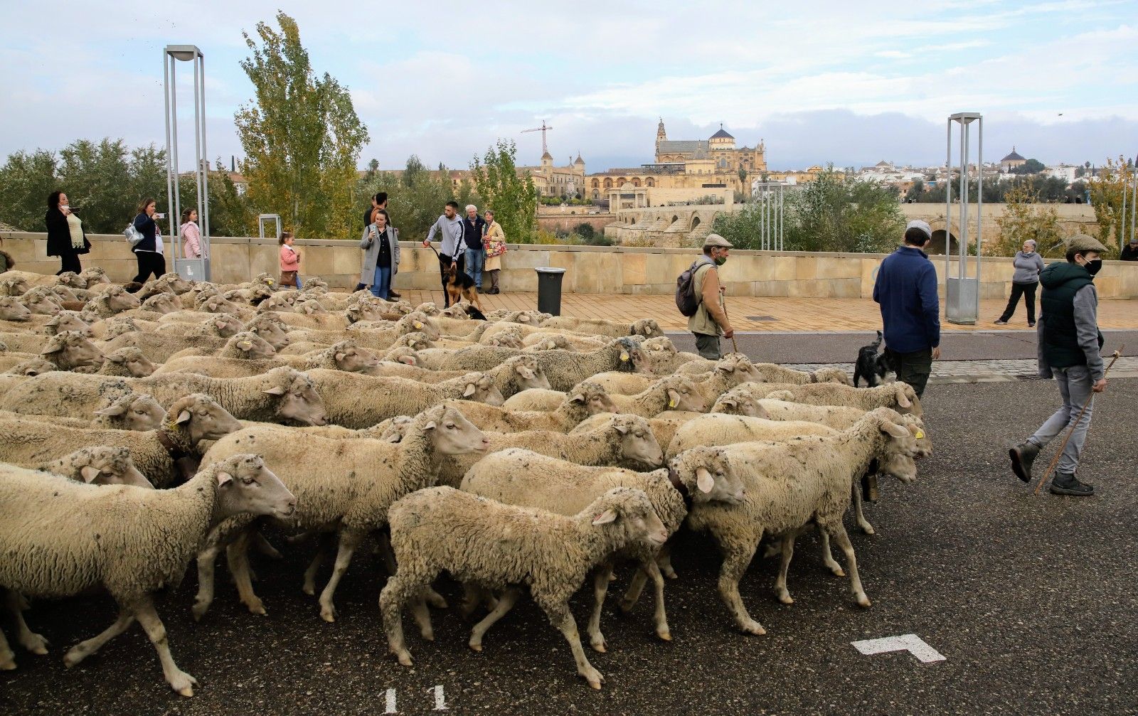 Cientos de ovejas de la ganadería Las Albaidas cruzan Córdoba