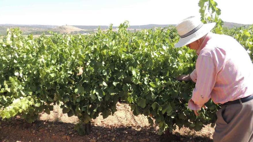 Un agricultor, ayer, en un viñedo del término de Brime de Urz.