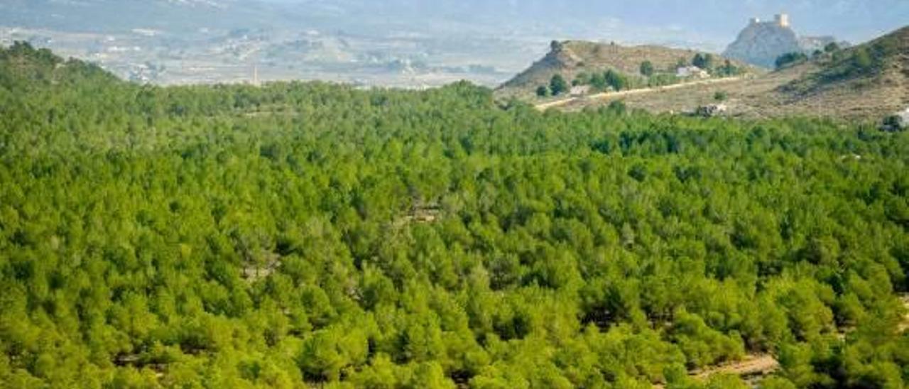 La pinada de El Plano de Sax es una de las zonas que se beneficiarán del ambicioso Plan Forestal.