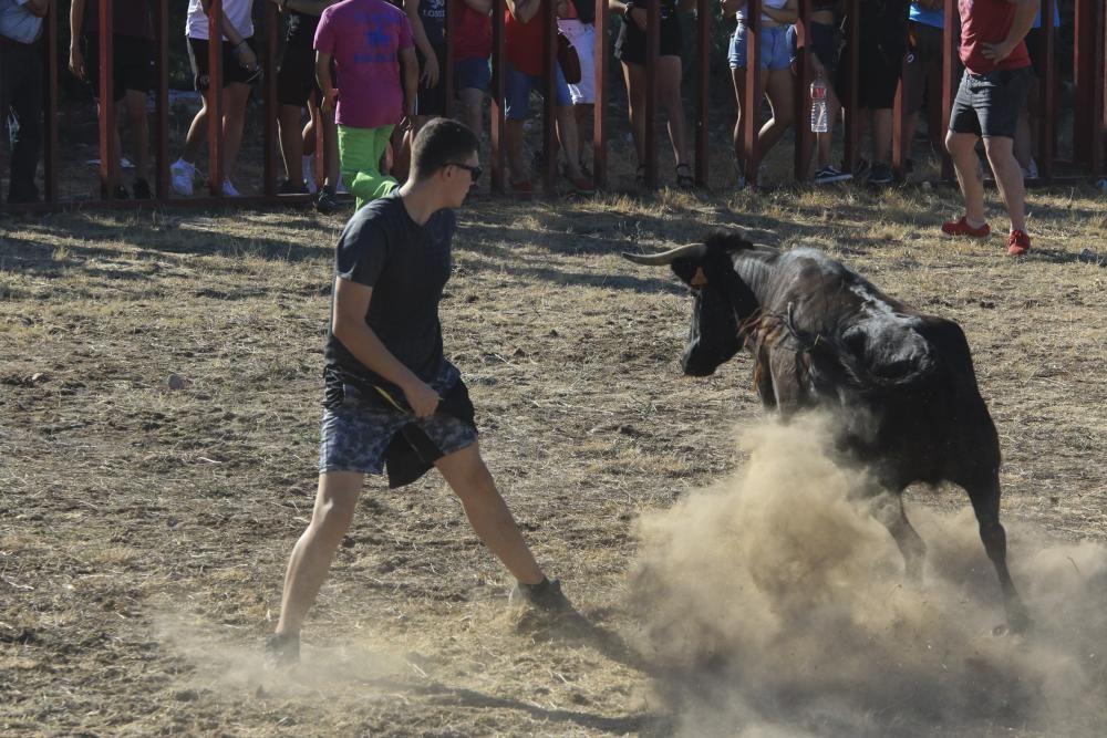 Encierro urbano en Moraleja del Vino