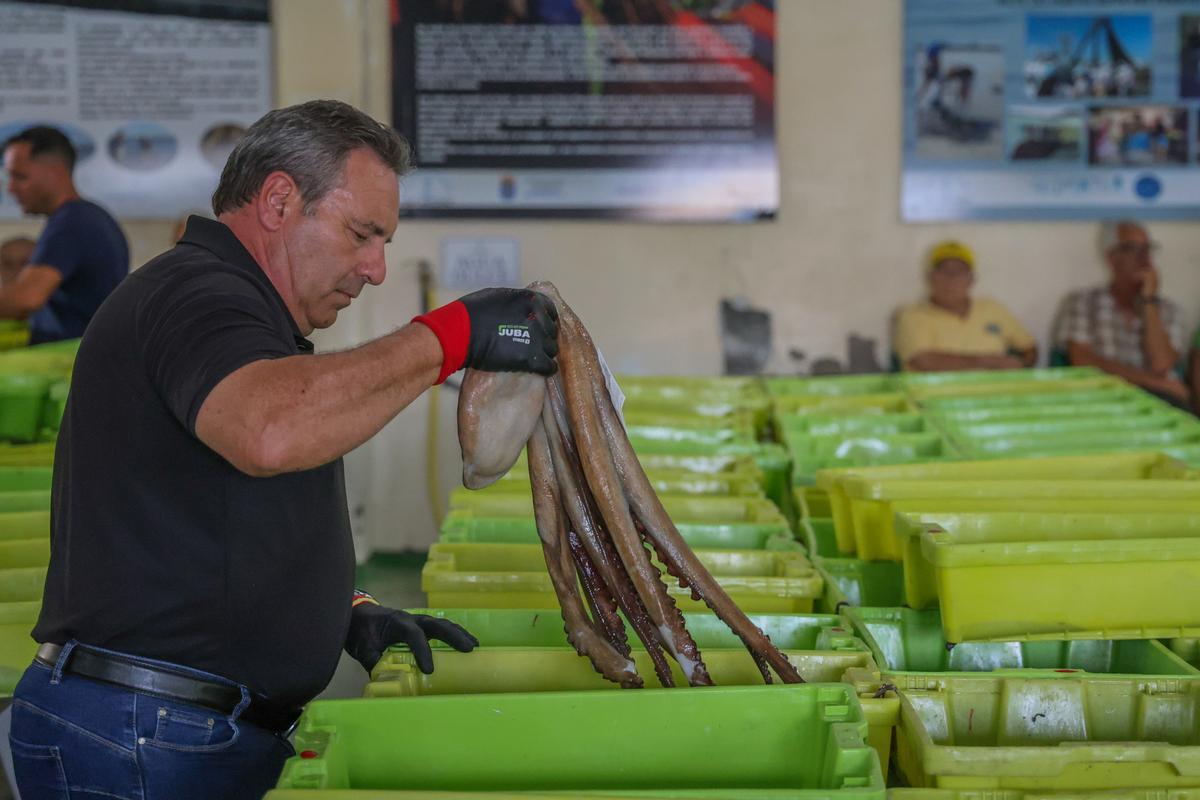 Subasta de pulpo en la lonja de Cambados.