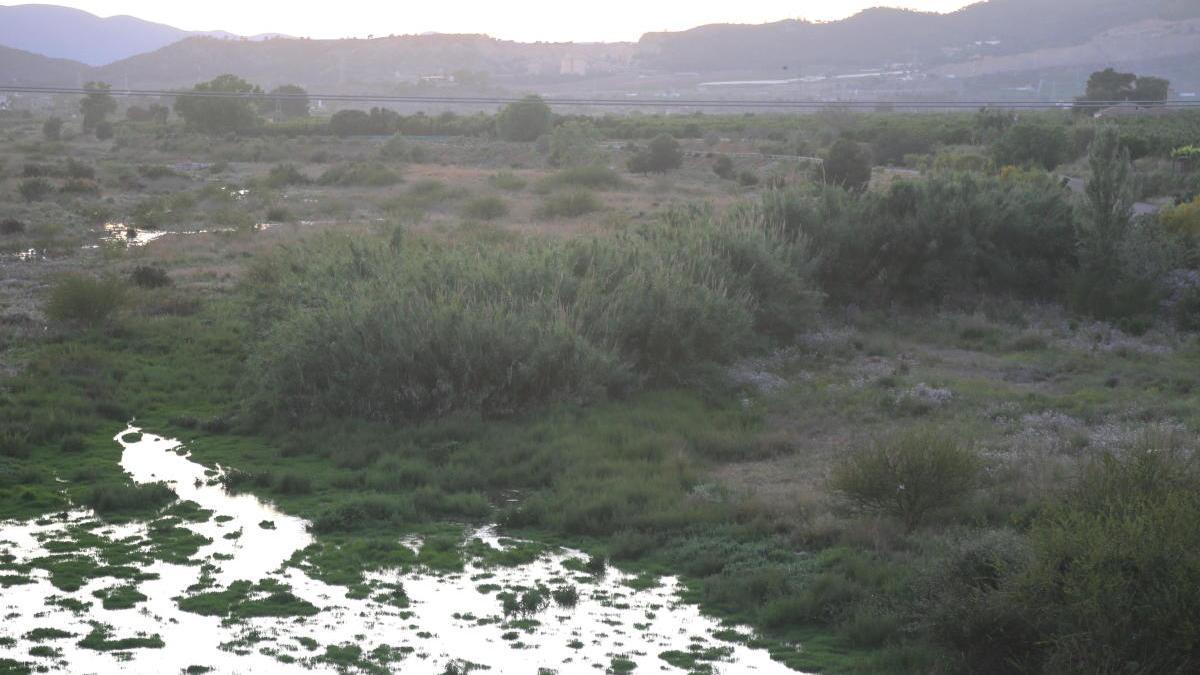 Denuncian el avance de la vegetación invasora en el cauce del Palància