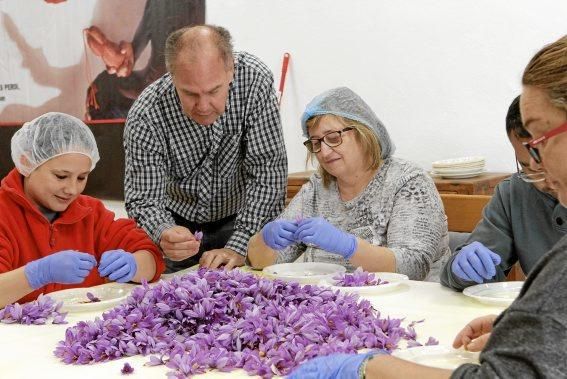 Delikater Blütenschatz. Drei Wochen lang dauert die Ernte des Safrans auf der Insel. Ein Besuch beim Züchter Juan Velasco von Especias Crespí