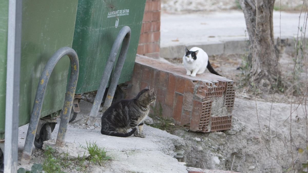 Gatos en una zona de Xàtiva.
