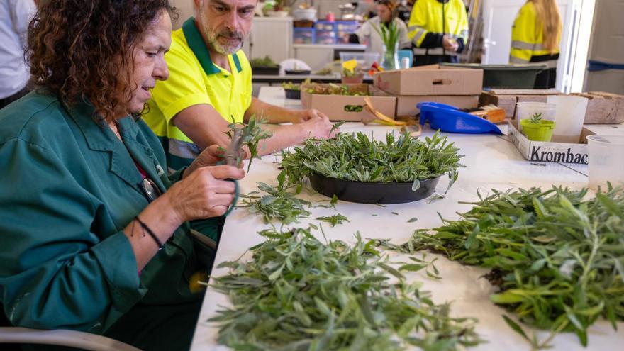 Cerámica y jardinería: talleres que son terapia para los usuarios del Hospital Psiquiátrico de Palma