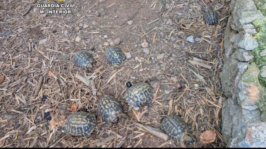 Ejemplares de tortuga europea intervenidas en una finca en Sant Llorenç des Cardassar.