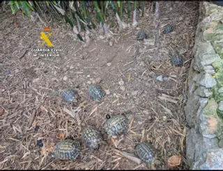 Incautados 18 ejemplares de tortuga mediterránea en una finca de Sant Llorenç