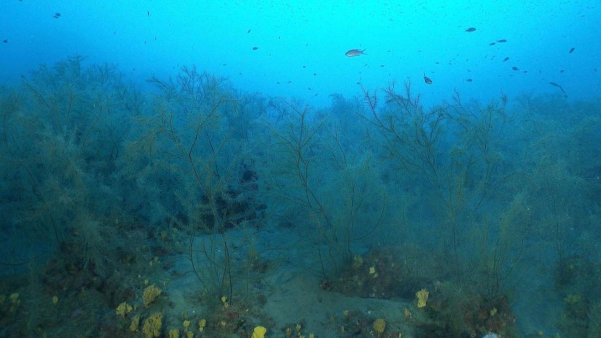 Aspecto de una zona del bosque de coral negro de Playa Chica. | | E. TURPIN