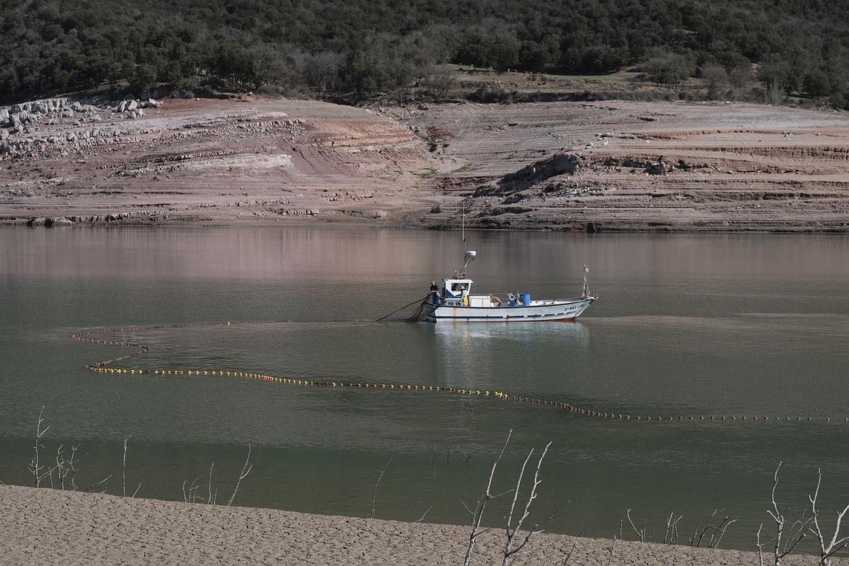 Empieza la retirada de peces del pantano de Sau