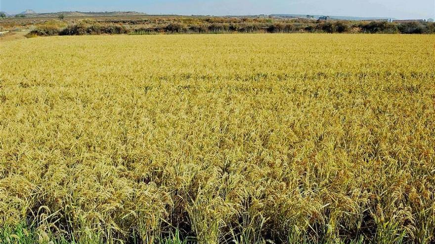 Extremadura ha perdido 4.056 hectáreas de plantaciones de arroz desde 2012