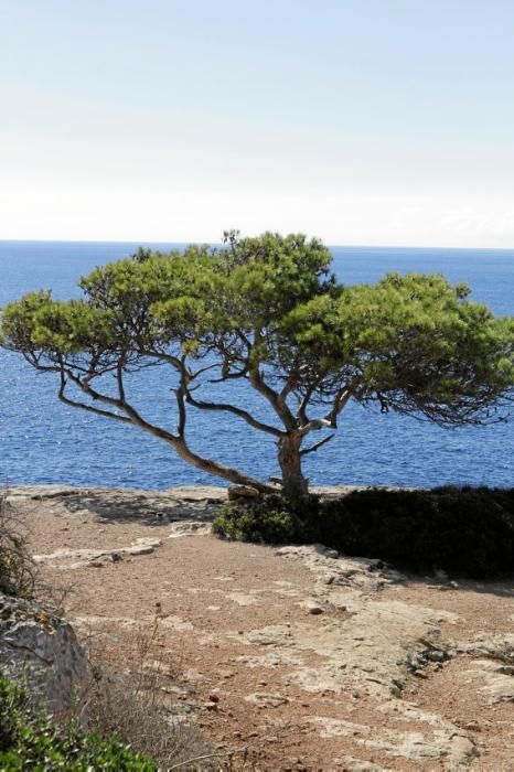 Kalifornische Momente auf Mallorca: Cala Pí