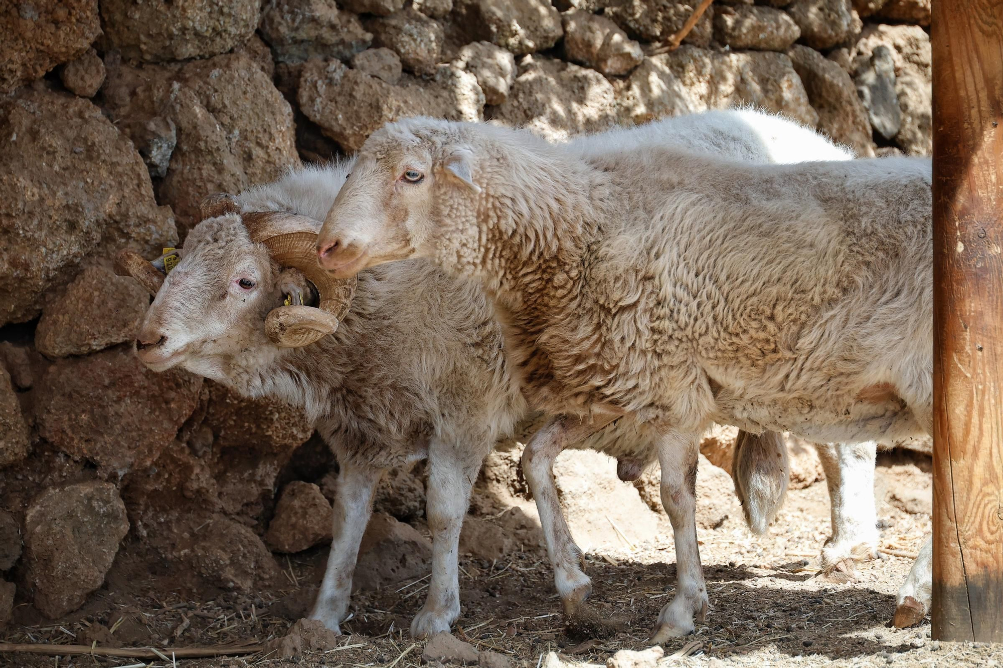 Proyecto para proteger dos razas autóctonas de ovejas