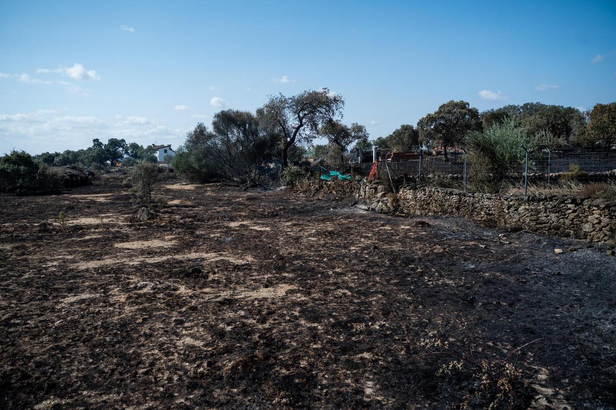 Galería | Las Viñas de Arroyo de la Luz, el día después del incendio Galería | Las Viñas de Arroyo de la Luz, el día después del incendio