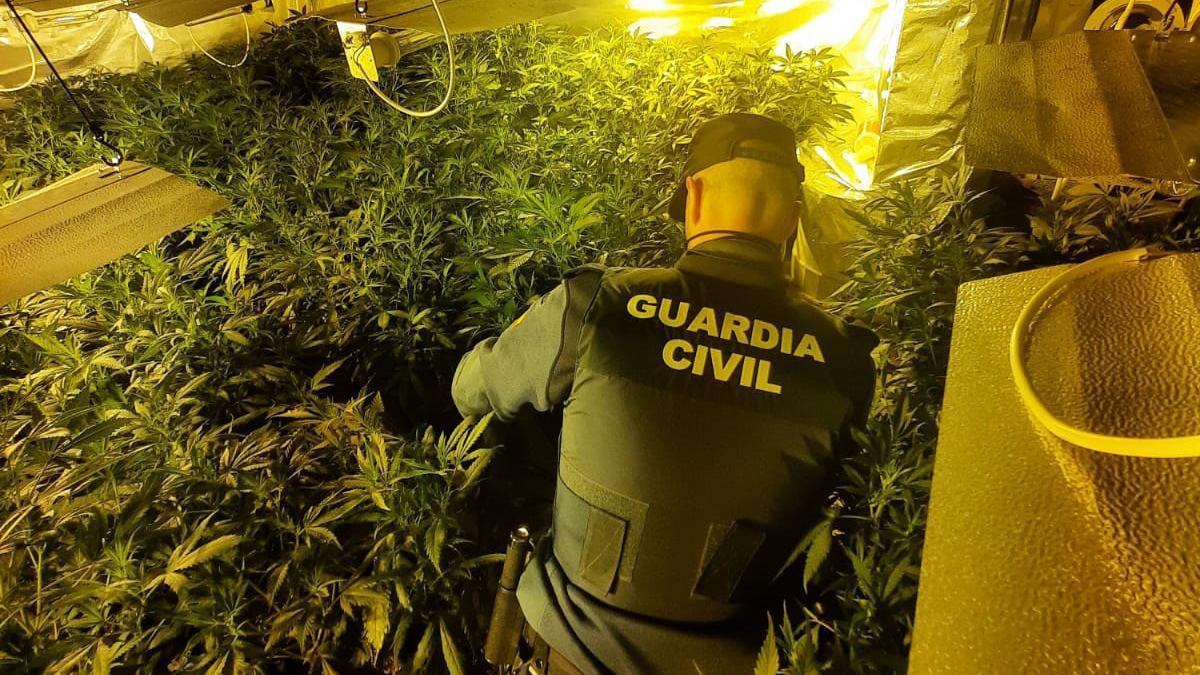 VÍDEO | PLANTACIÓN DE MARIHUANA EN GALICIA: Golpe al cultivo y al tráfico  de drogas en Tomiño